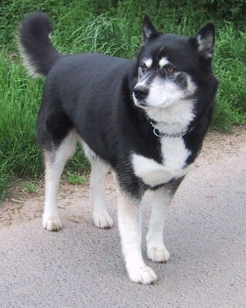 Black Subert